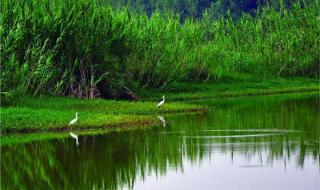 南沙世界水鸟生态公园怎样坐地铁 广州南沙湿地公园攻略